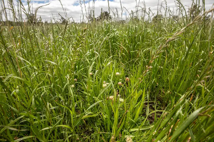Seventh view of Homely rural property listing, 6159 Coleraine-Edenhope Rd, Harrow VIC 3317