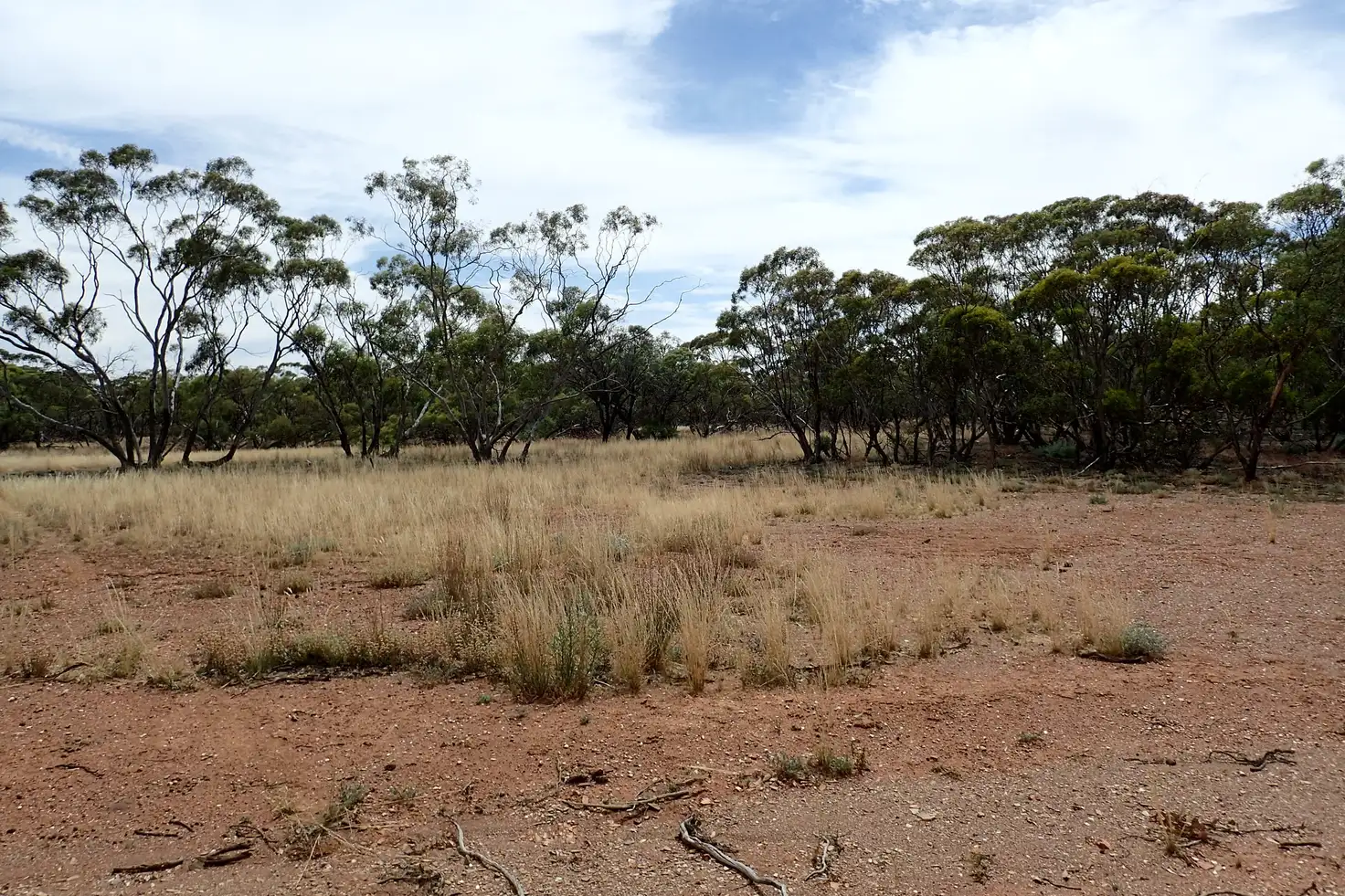 Main view of Homely rural property listing, Section/143 Pine Creek Road, Parnaroo SA 5422