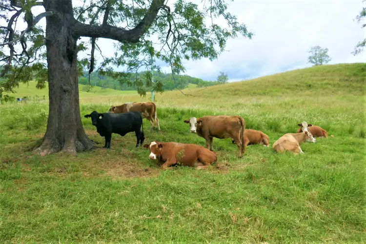 Second view of Homely rural property listing, 18 Gonpa Road, Kyogle NSW 2474