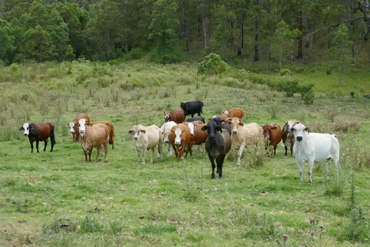 Fourth view of Homely rural property listing, 1810 Afterlee Rd, Kyogle NSW 2474