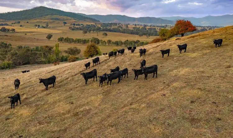 Sixth view of Homely rural property listing, 82 Back Thowgla Road, Corryong VIC 3707