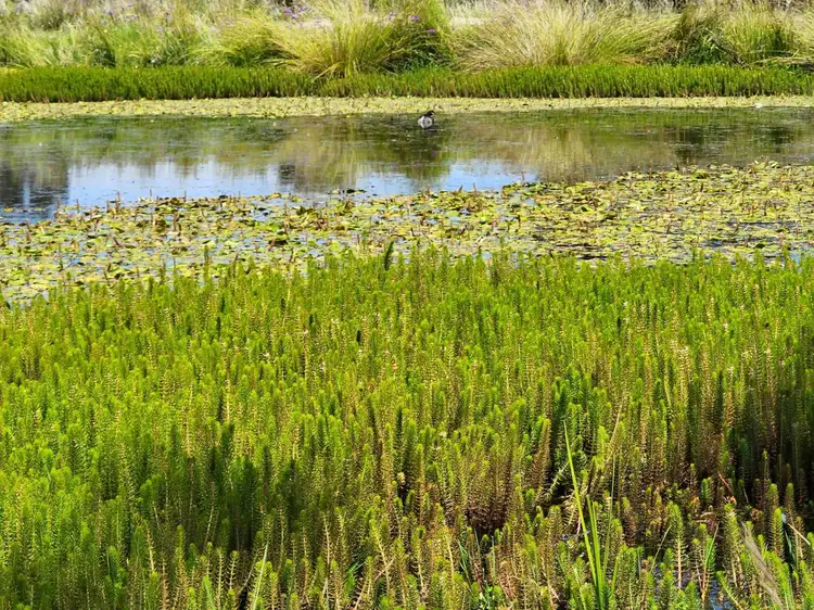 Sixth view of Homely rural property listing, 2663 Nullamanna Rd, Inverell NSW 2360