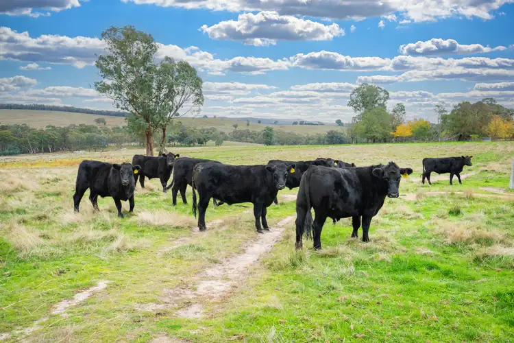 Fourth view of Homely rural property listing, 7 Three Sisters Road, Beechworth VIC 3747