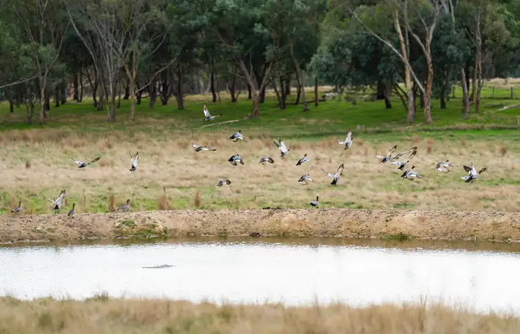 Fifth view of Homely rural property listing, 7 Three Sisters Road, Beechworth VIC 3747
