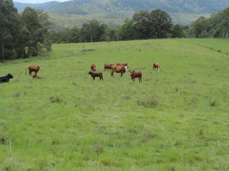 1146 Lynchs Creek Road, Kyogle NSW 2474