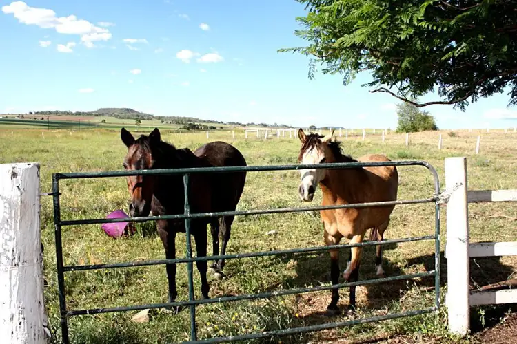 Fourth view of Homely rural property listing, 17341 New England Highway, Allora QLD 4362