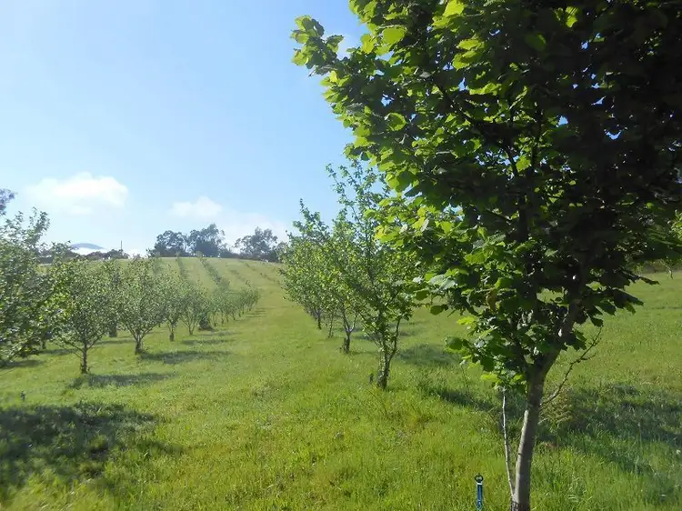 Second view of Homely rural property listing, 116 Log Farm Road, Towamba NSW 2550