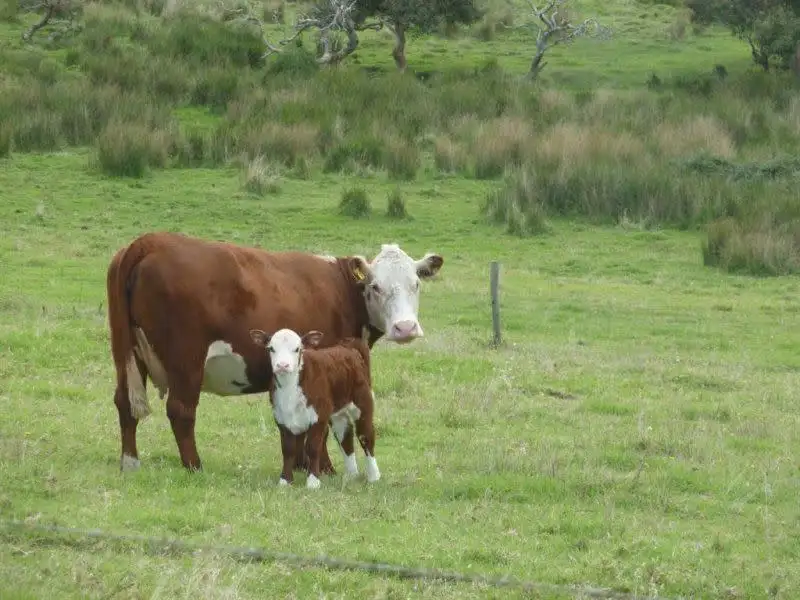 Main view of Homely land listing, Lot 3 Wilkins Road, Victor Harbor SA 5211