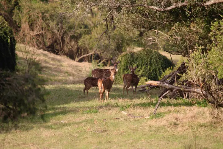 Fifth view of Homely rural property listing, Towal Creek Station - Toose Road, Comara NSW 2440