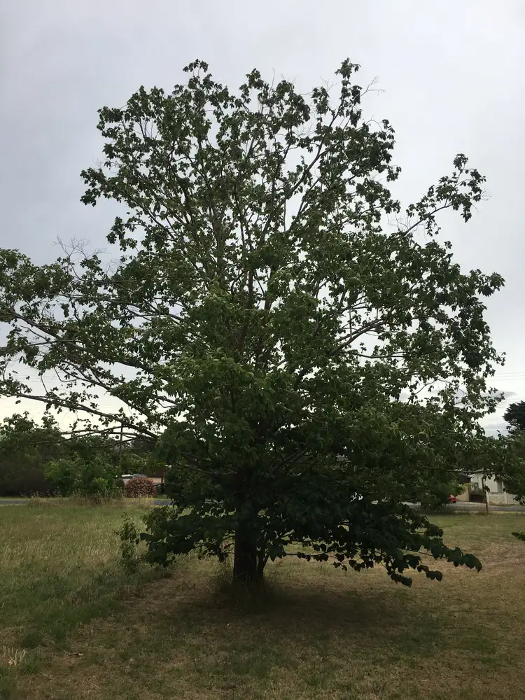 Fifth view of Homely land listing, Allotment 12 Julian Street, Penola SA 5277