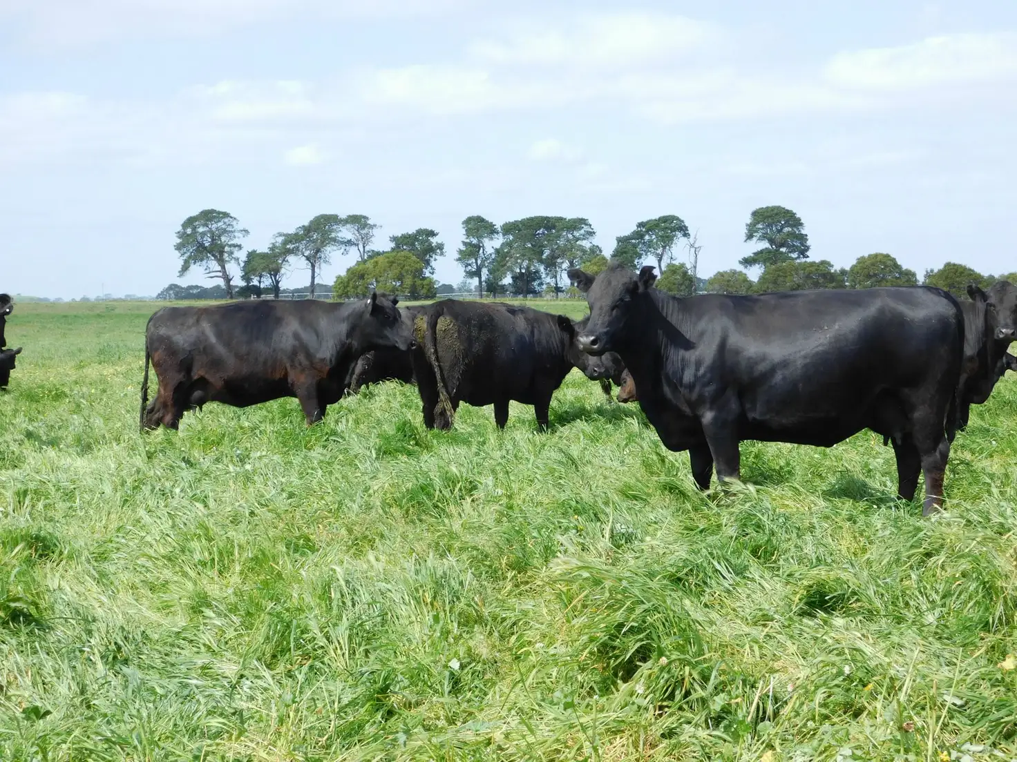 Main view of Homely rural property listing, 69 Gilbruc Road, Mount Gambier SA 5290