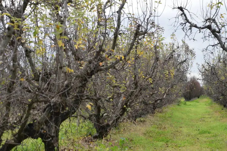 Second view of Homely rural property listing, 325 Channel Road, Orrvale VIC 3631
