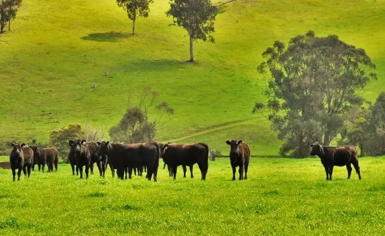 Second view of Homely rural property listing, 3470 Tallangatta Creek Rd, Tallangatta Valley VIC 3701