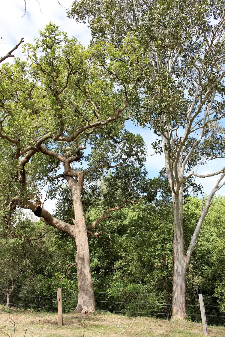 Fifth view of Homely land listing, 18 Mahogany Drive, Gloucester NSW 2422