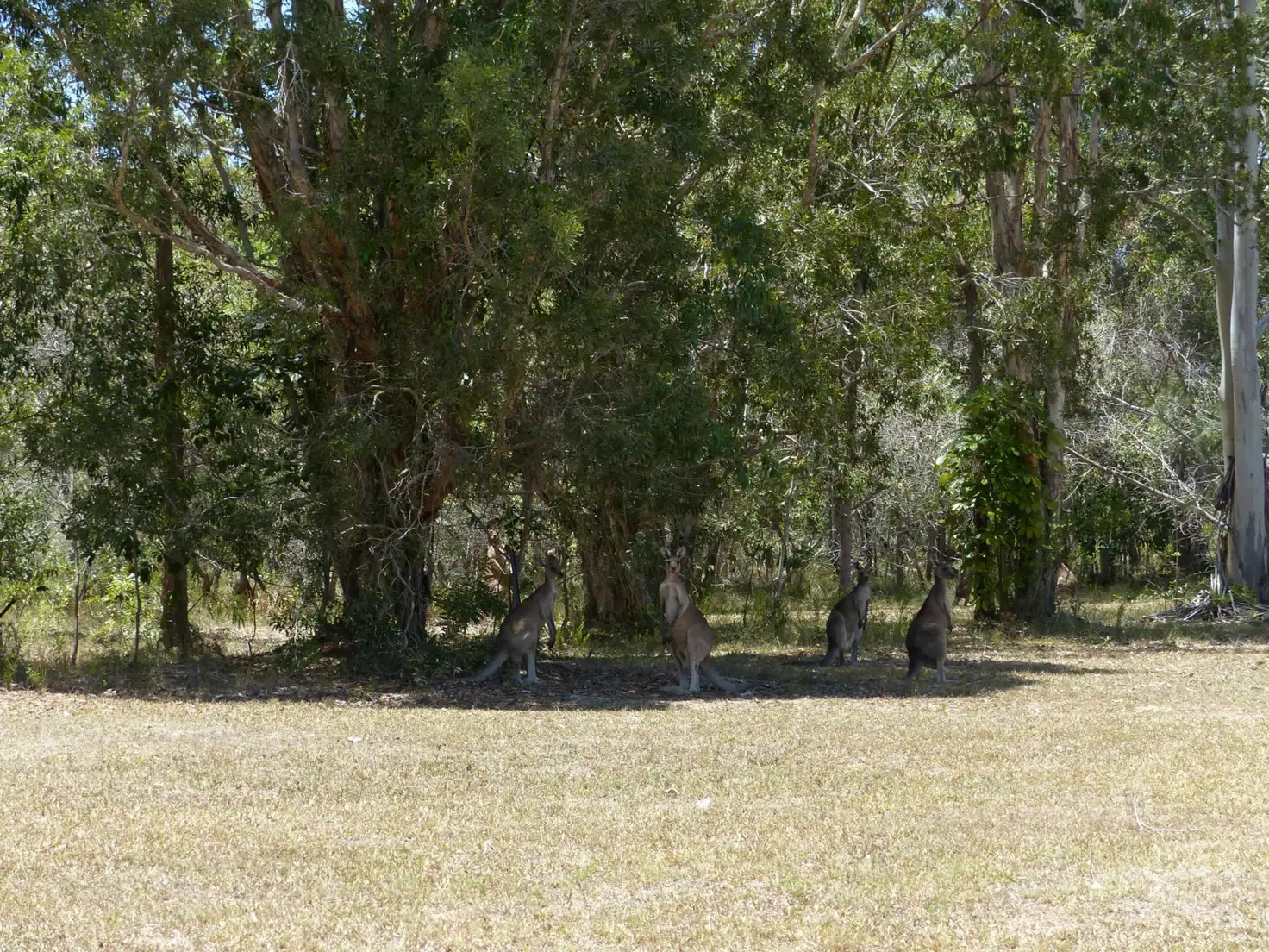 Main view of Homely land listing, 6A Amaroo Place, Cooroibah QLD 4565