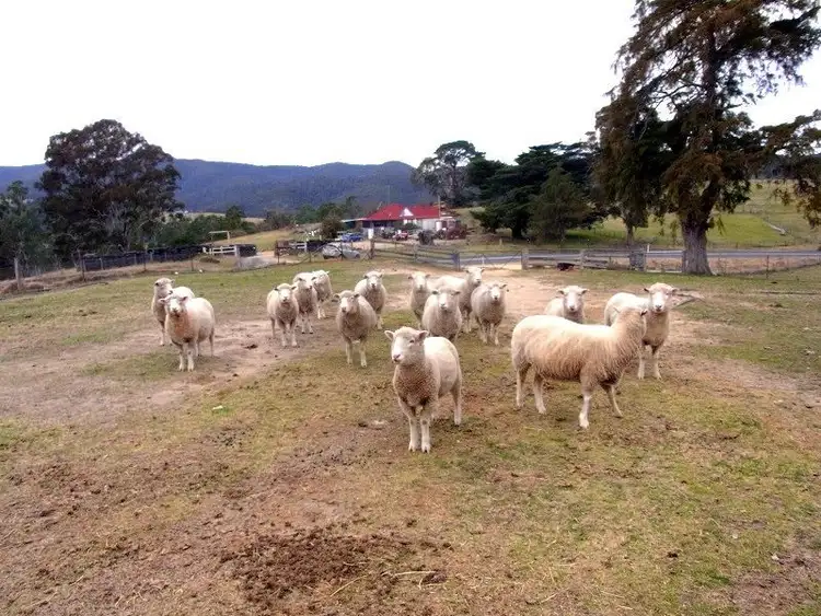 Seventh view of Homely rural property listing, 398 New Buildings Road, Wyndham NSW 2550
