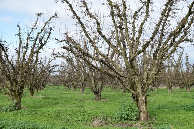 Second view of Homely rural property listing, 120 Prentice Road, Orrvale VIC 3631