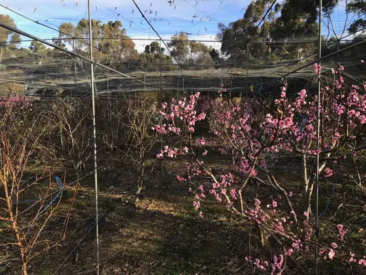 Fourth view of Homely rural property listing, 59 Mundalena Rd, Lucindale SA 5272