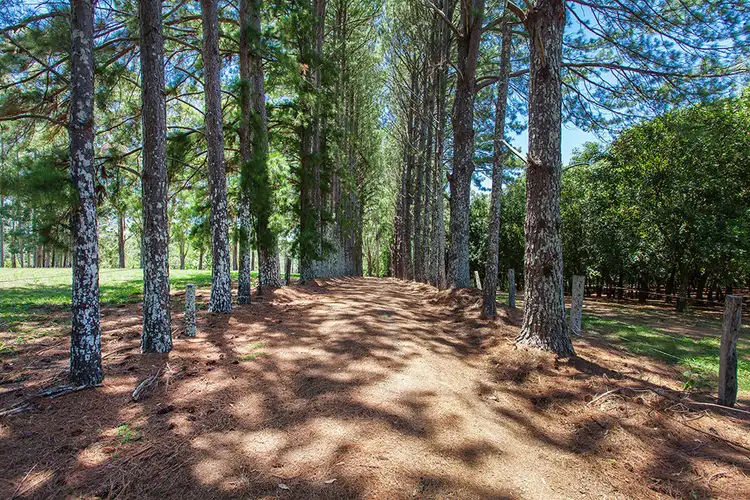 Third view of Homely house listing, 96 Repentance Creek Road, Rosebank NSW 2480