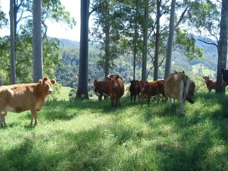 Main view of Homely rural property listing, 496 Iron Pot Creek Road, Kyogle NSW 2474