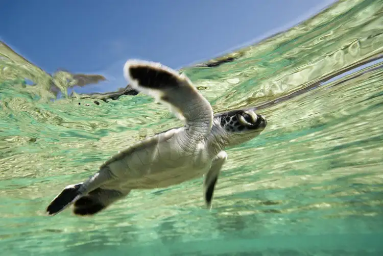 Fifth view of Homely land listing, 24 DUFFY Street, Burnett Heads QLD 4670