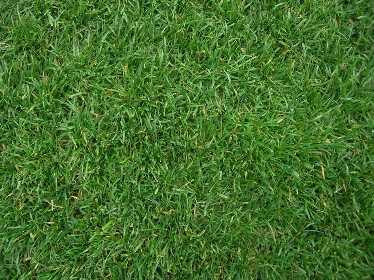 20a Nisbet Road, Applecross WA 6153