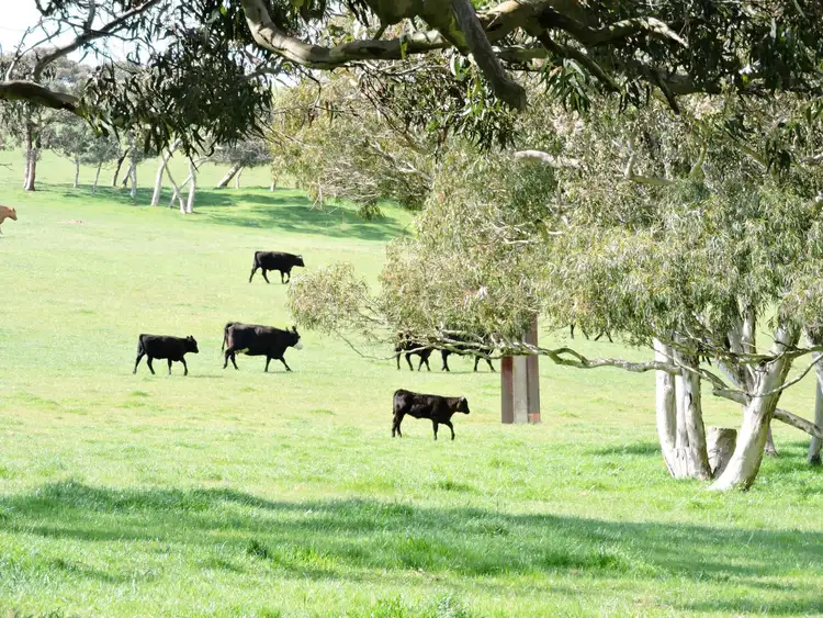 Seventh view of Homely rural property listing, 532 Goolwa Road, Mount Compass SA 5210
