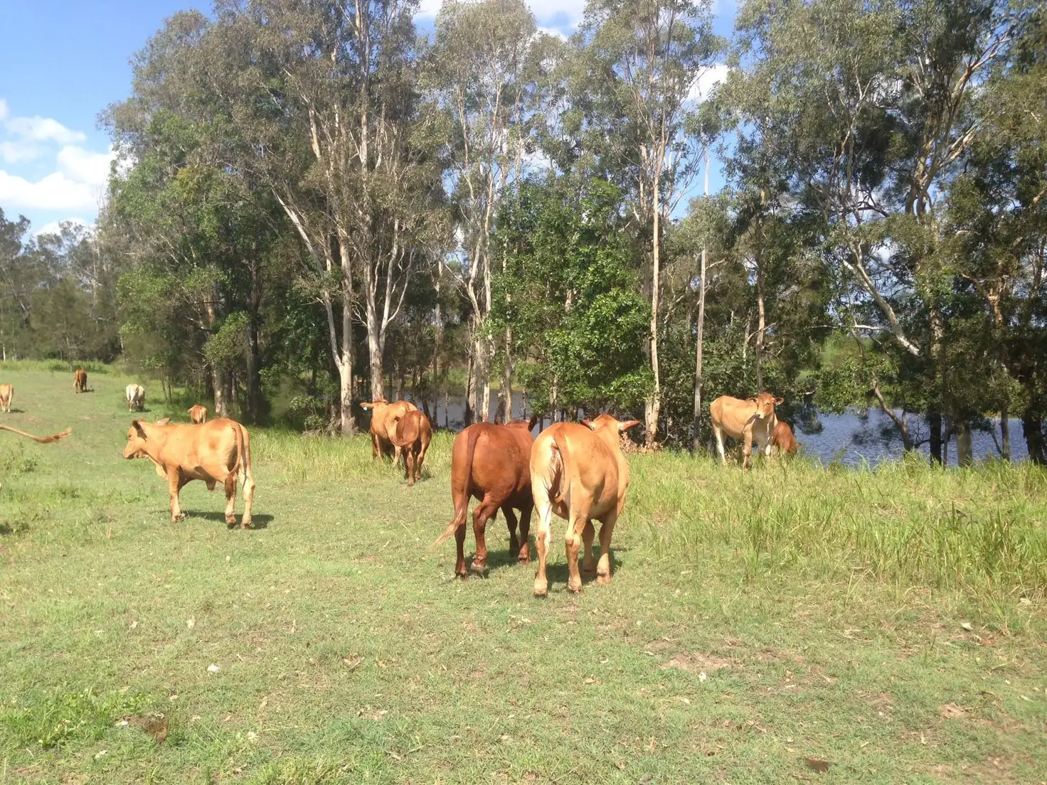Main view of Homely rural property listing, 405 Nerada Road, Tinana South QLD 4650