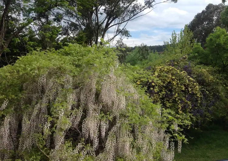 Sixth view of Homely rural property listing, 320 Breakfast Creek Road St, Rylstone NSW 2849