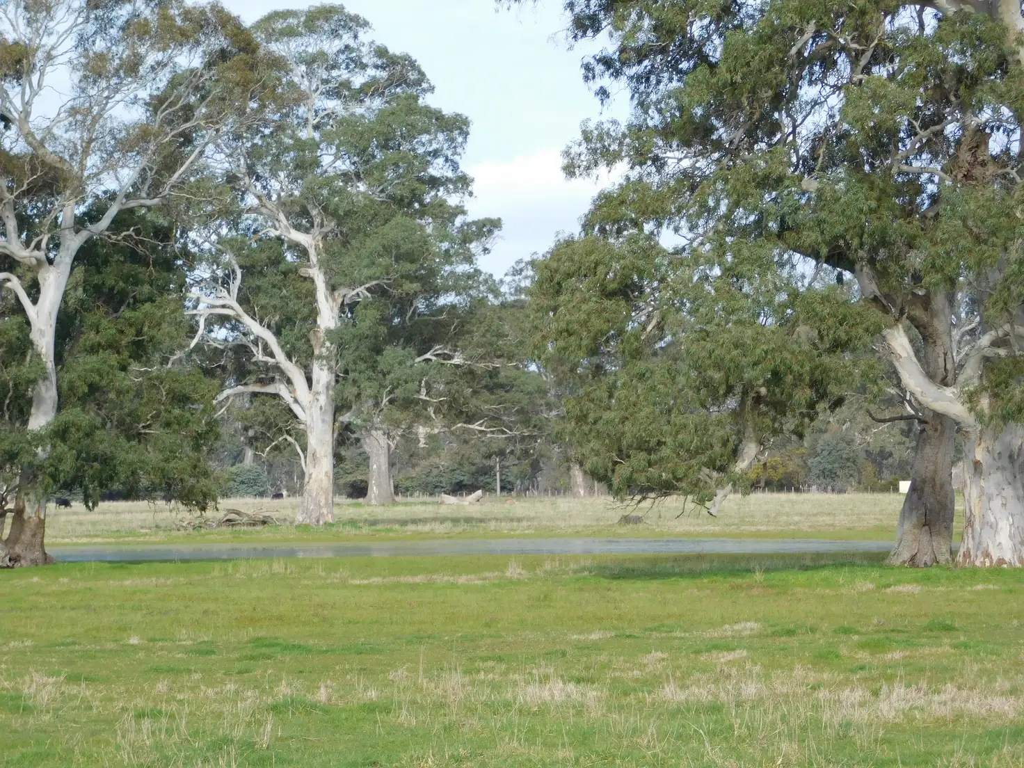 Main view of Homely rural property listing, Lot 13 Casterton Road, Penola SA 5277