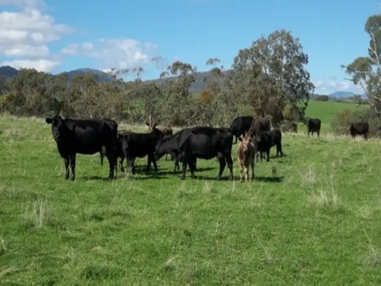 Second view of Homely rural property listing, 31 Reids Lane, Tawonga VIC 3697