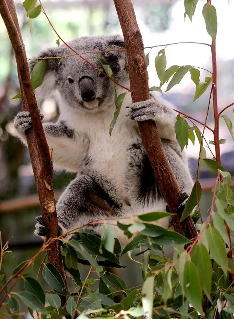 Second view of Homely house listing, L2/8 Main Street, Lobethal SA 5241