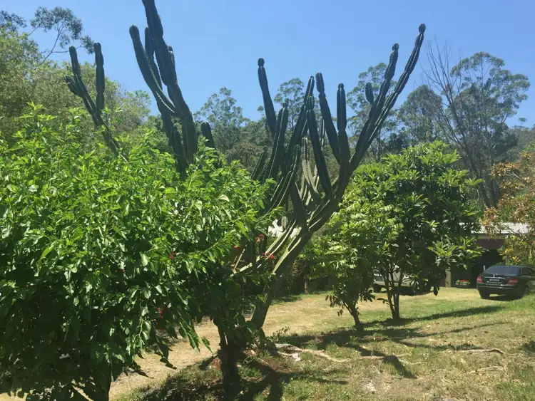 Third view of Homely rural property listing, 159 Ratcliffe Road, Diamond Valley QLD 4553