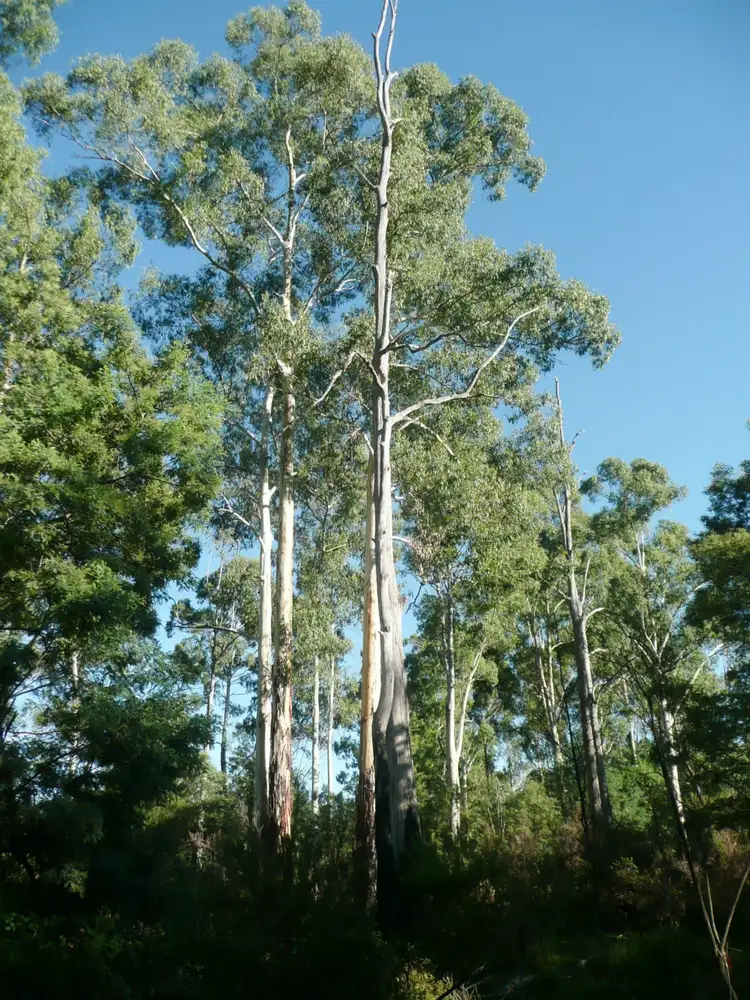 Seventh view of Homely land listing, L4 PS206855 Buffalo Creek Road, Myrtleford VIC 3737