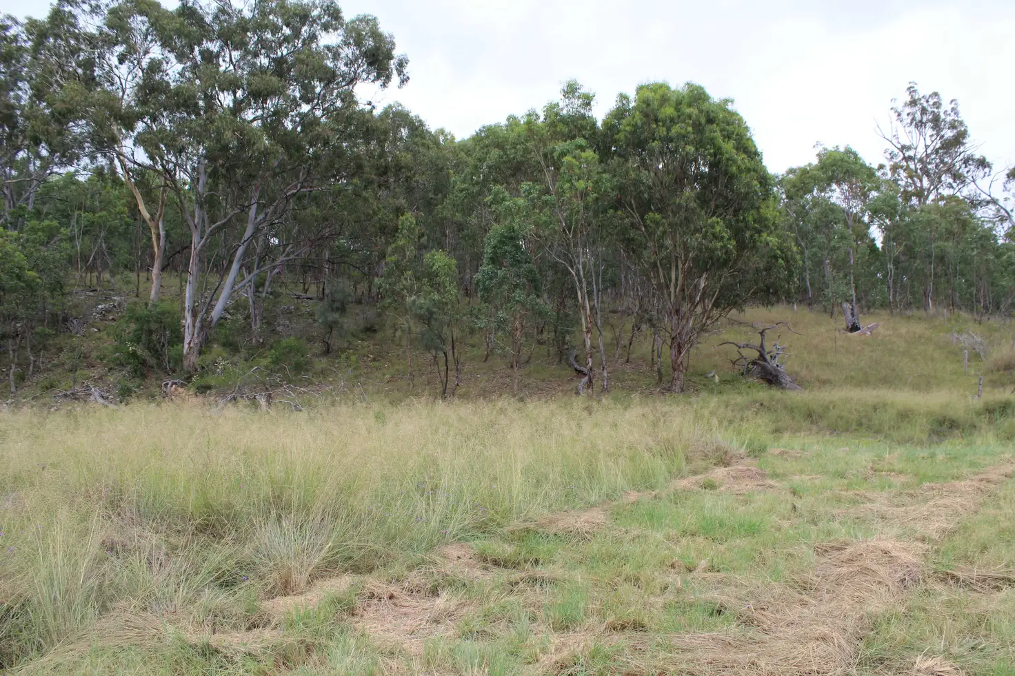 Main view of Homely rural property listing, Lot 113 Barlows Gate Road, Elbow Valley QLD 4370