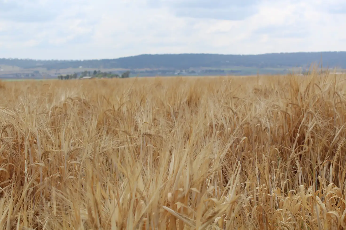 Main view of Homely rural property listing, Lot 14 Junabee Rd, Junabee QLD 4370