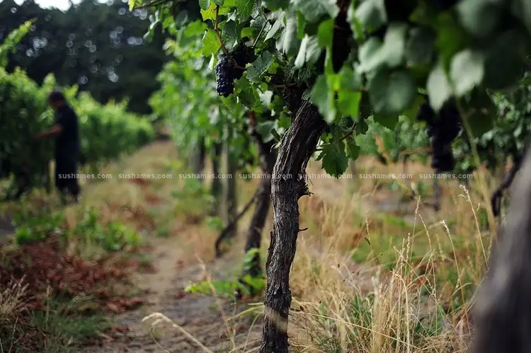 Fifth view of Homely rural property listing, 755 West Tamar Highway, Legana TAS 7277