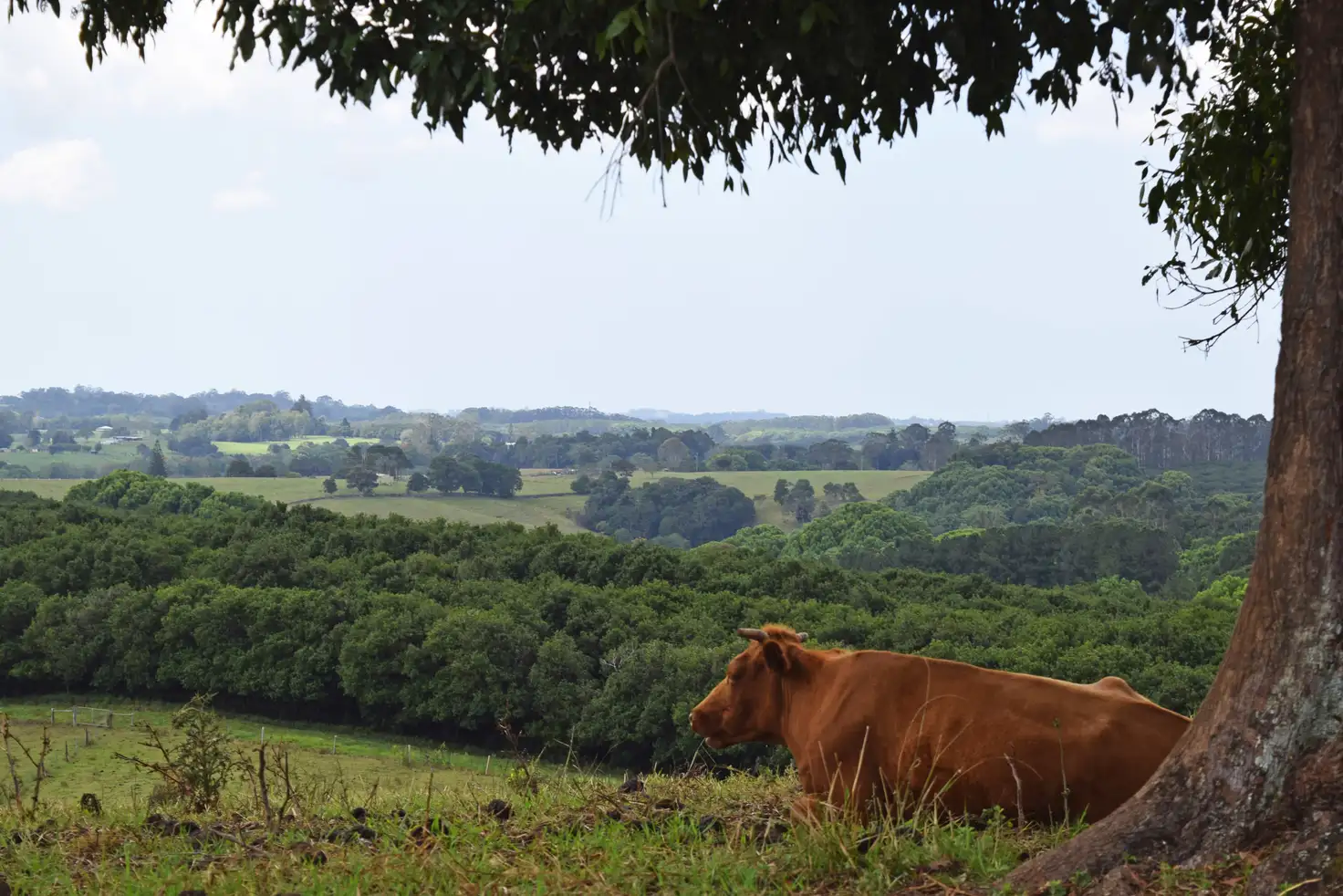Main view of Homely house listing, 21 James Gibson Rd, Clunes NSW 2480