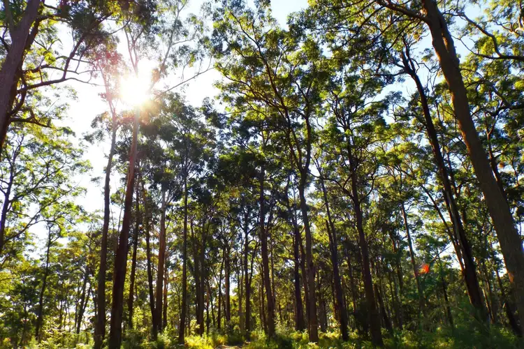 Sixth view of Homely land listing, L51 Glider Spur, Kew NSW 2439
