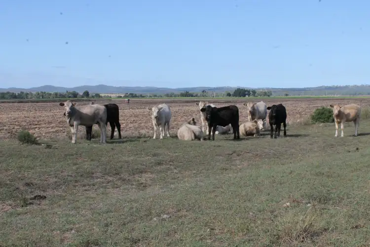 Fifth view of Homely rural property listing, 657 Upper Wheatvale Rd St, Massie QLD 4370