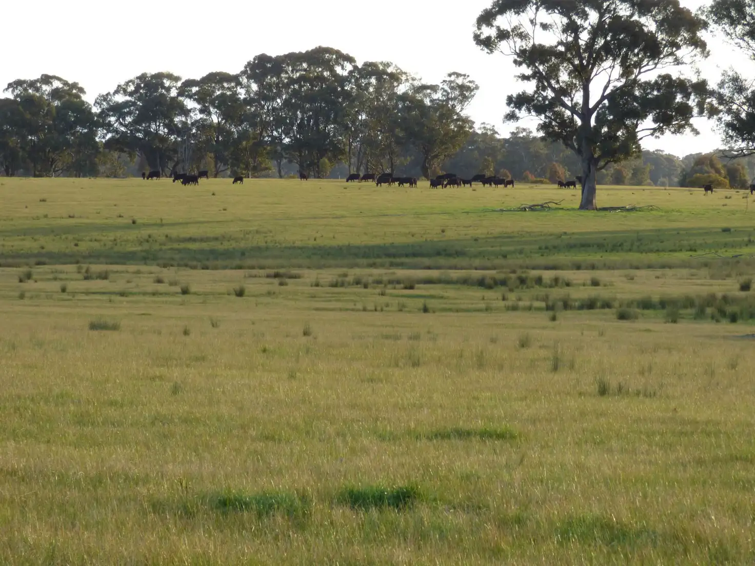 Main view of Homely land listing, L1/ 663 Burness Road, Tarnook VIC 3670
