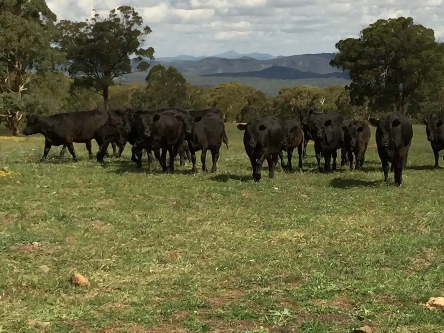 Main view of Homely rural property listing, 4483 Bylong Valley Way St, Rylstone NSW 2849