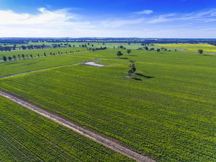 633 Henty Ryan Road, Henty NSW 2658
