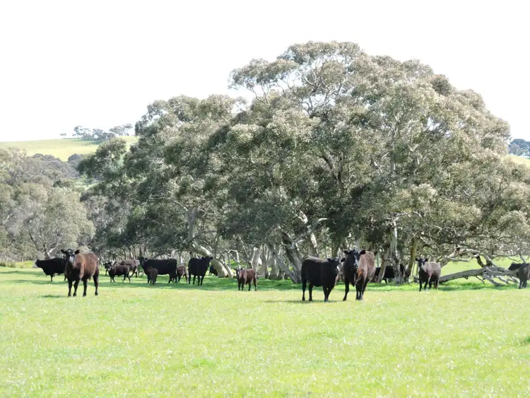 Third view of Homely rural property listing, 532 Goolwa Road, Mount Compass SA 5210