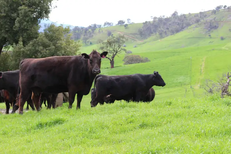 Third view of Homely rural property listing, PL13 Evans Road, Cudgewa VIC 3705