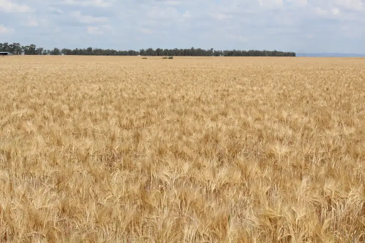 Seventh view of Homely rural property listing, Lot 14 Junabee Rd, Junabee QLD 4370