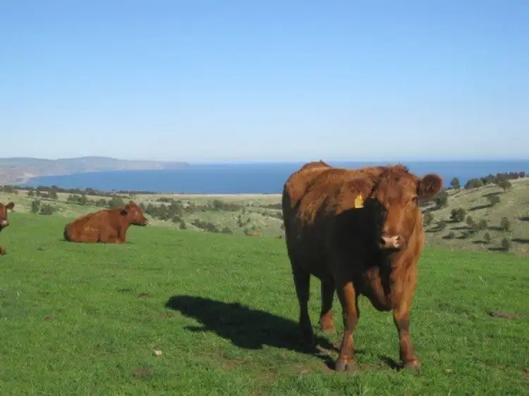 Second view of Homely rural property listing, Lot 11 Forktree Road, Carrickalinga SA 5204