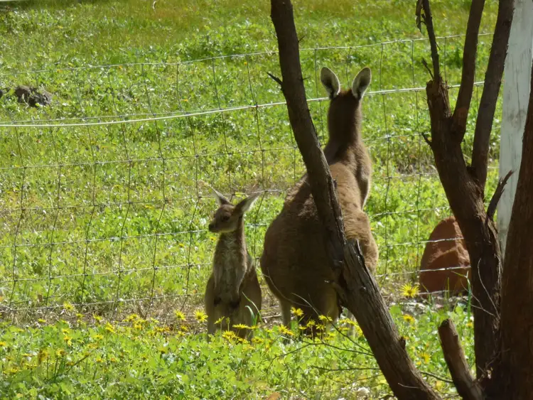 Seventh view of Homely house listing, 86 Dreyer Road, Toodyay WA 6566