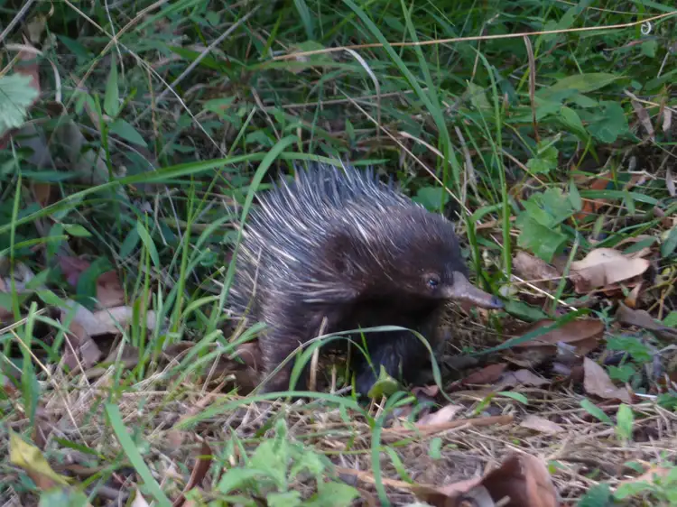 Sixth view of Homely land listing, L366 Castle Road, Cabarlah QLD 4352