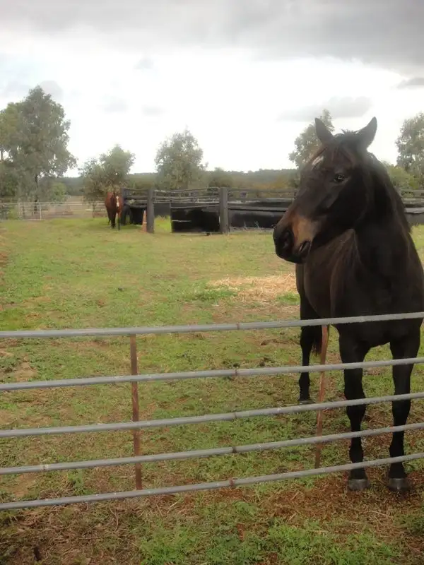Sixth view of Homely rural property listing, 341 Morley Road St, Lower Chittering WA 6084